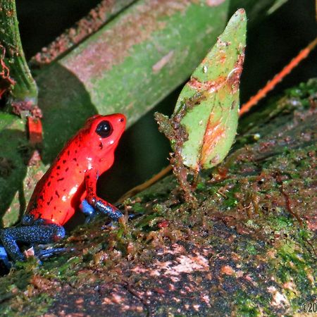 La Selva Biological Station Hotel ซาราปิกี ภายนอก รูปภาพ