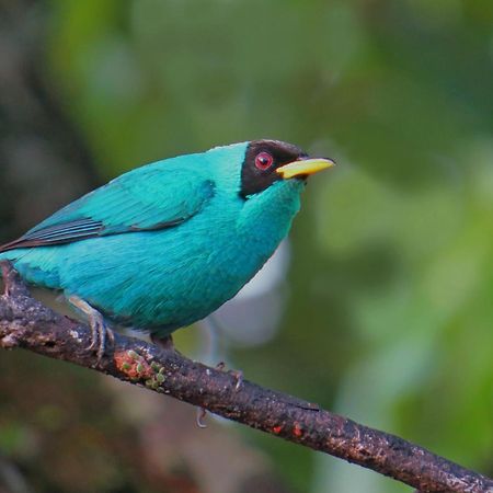 La Selva Biological Station Hotel ซาราปิกี ภายนอก รูปภาพ
