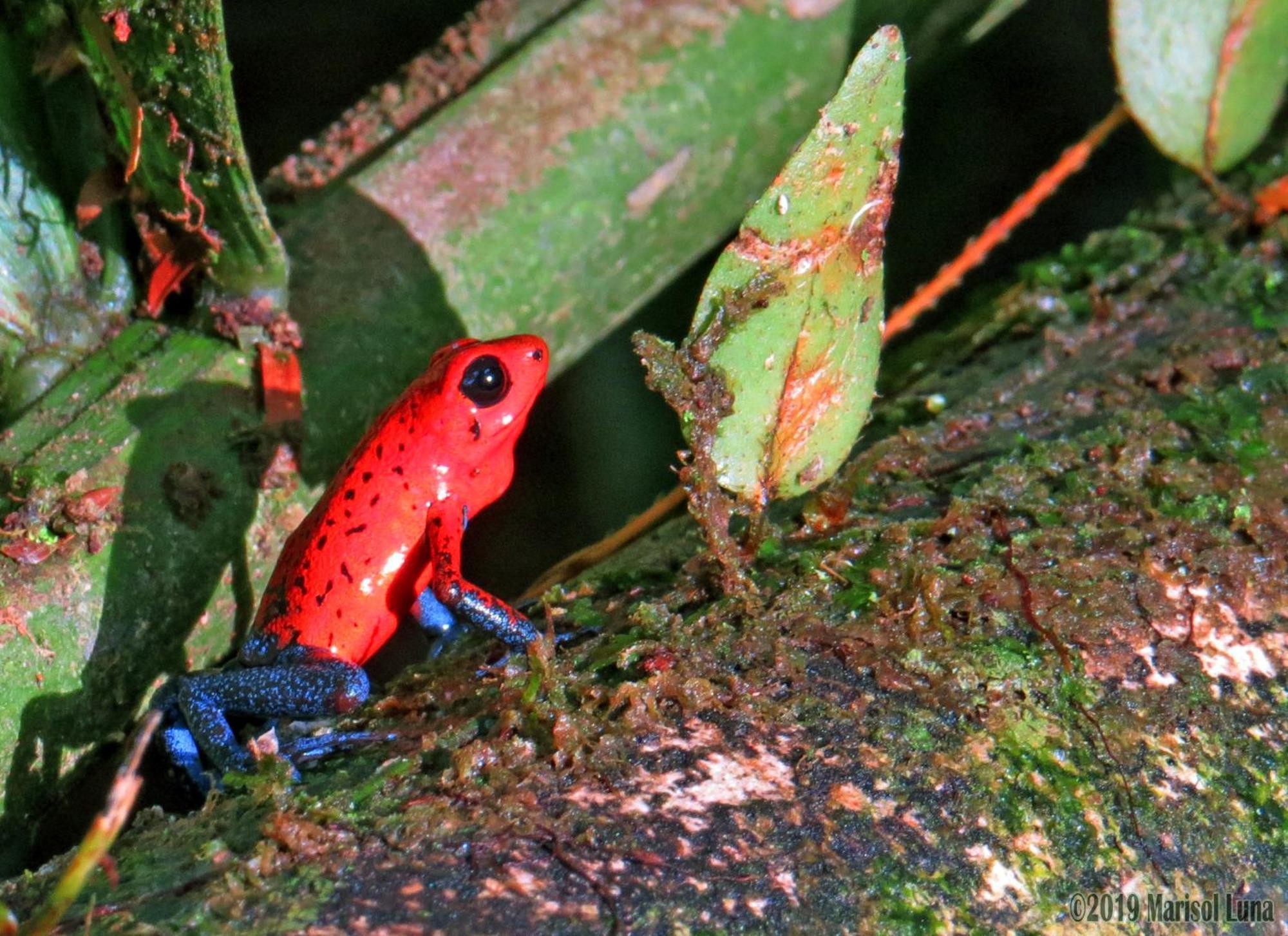 La Selva Biological Station Hotel ซาราปิกี ภายนอก รูปภาพ