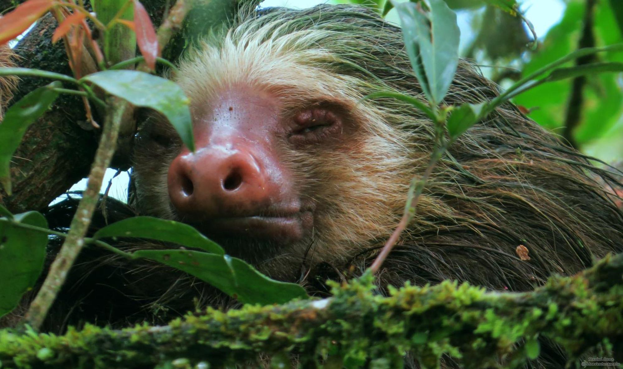 La Selva Biological Station Hotel ซาราปิกี ภายนอก รูปภาพ