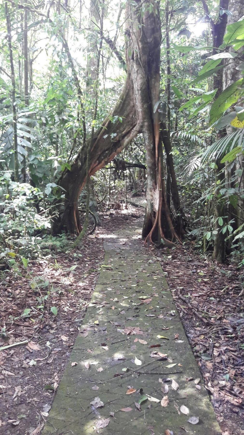 La Selva Biological Station Hotel ซาราปิกี ภายนอก รูปภาพ